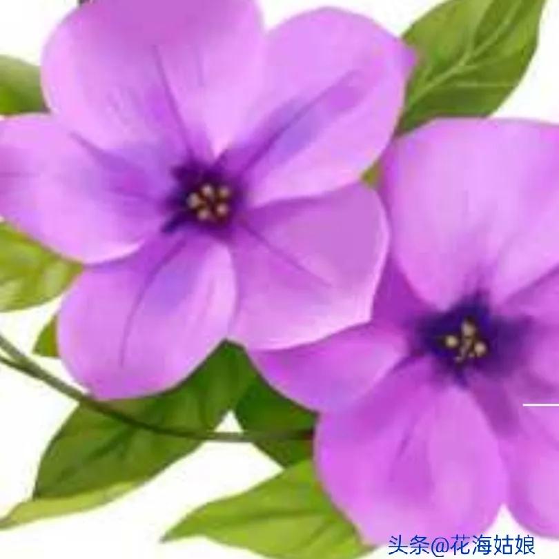 少壮不努力老大徒伤悲作者,少壮不努力老大徒伤悲意思