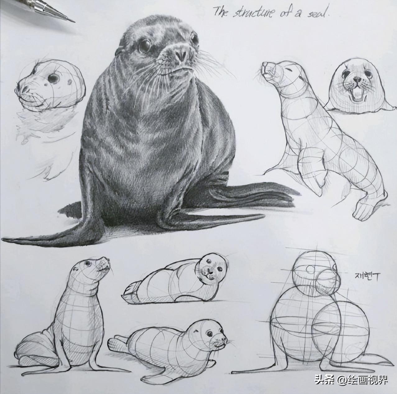 动物素描简笔画图片大全,动物素描很难画出体积感