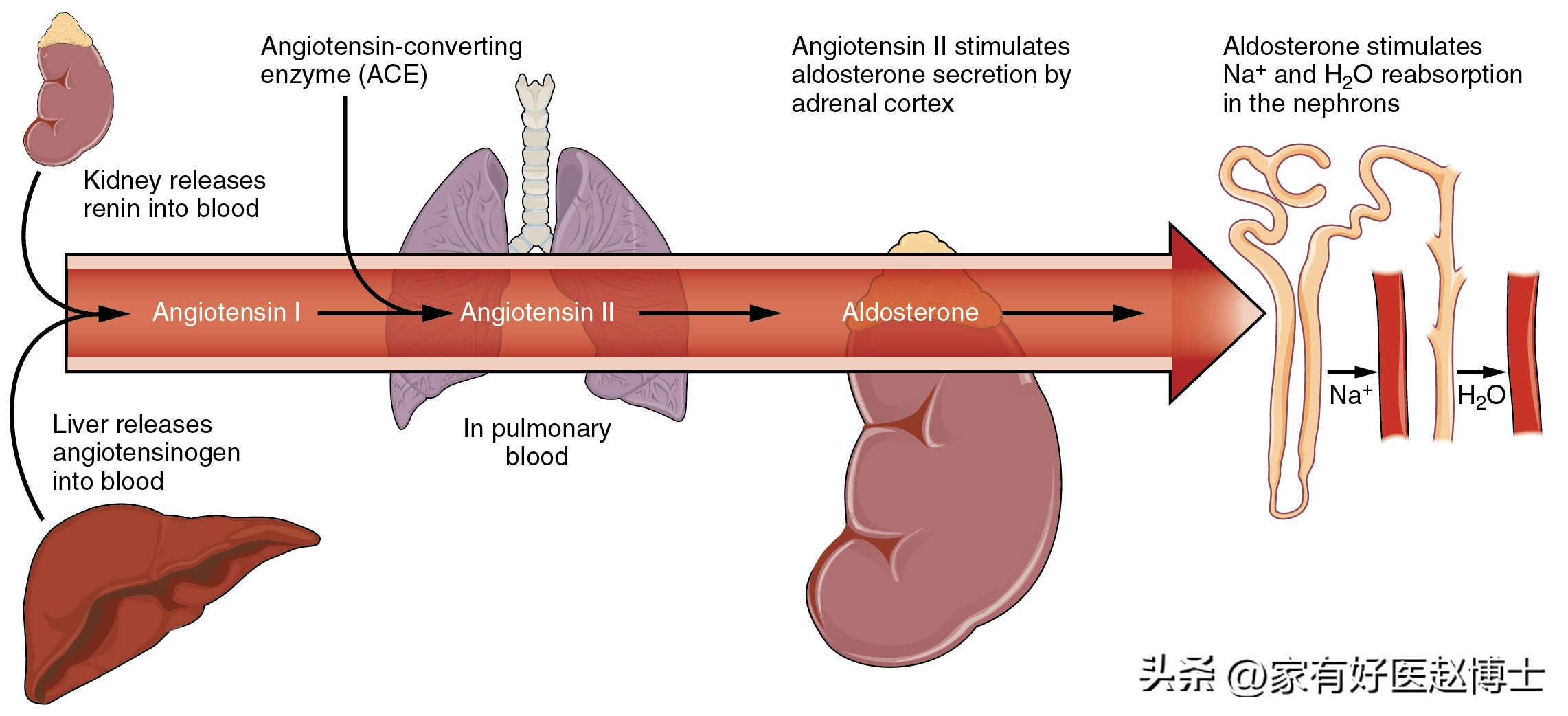 高压不高低压高吃什么降压药好,低压低而高压高还需要吃降压药吗