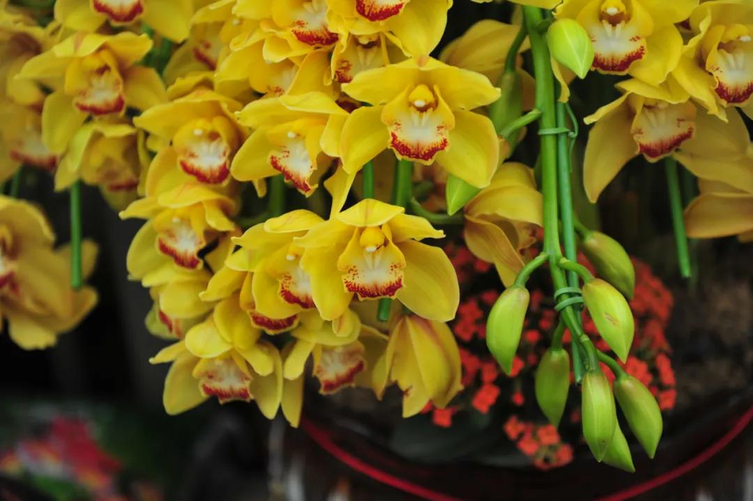 缇庣炕浜嗘祹鍗楁渶澶ч潰绉殑鐜夊叞鑺辨捣,娴庡崡瀹濊棌鑺卞崏甯傚満鎸囧崡