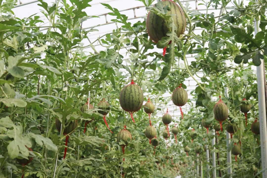 休闲农业和乡村旅游线路图,休闲农业旅游线路推荐