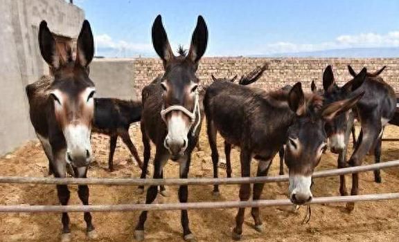 驴肉很好吃为什么养驴的人这么少,驴肉美味又健康