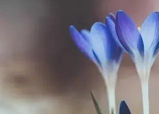 蓝颜知己是什么意思,蓝颜知己小说完整版