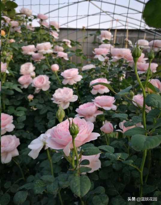 月季花盲芽,月季花怎么有盲枝和盲芽呢