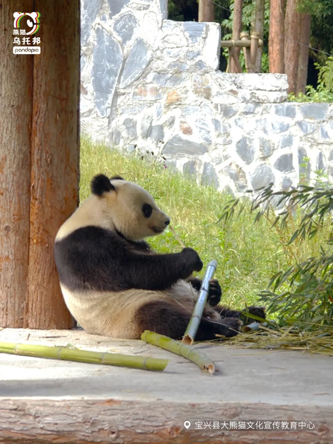 我们先去看熊猫吧英文,我们来了参观熊猫基地视频