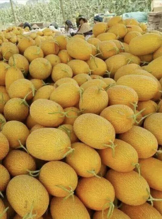 垂涎欲滴的瓜世界：瓜田李下说吃瓜，一片冰心香满园