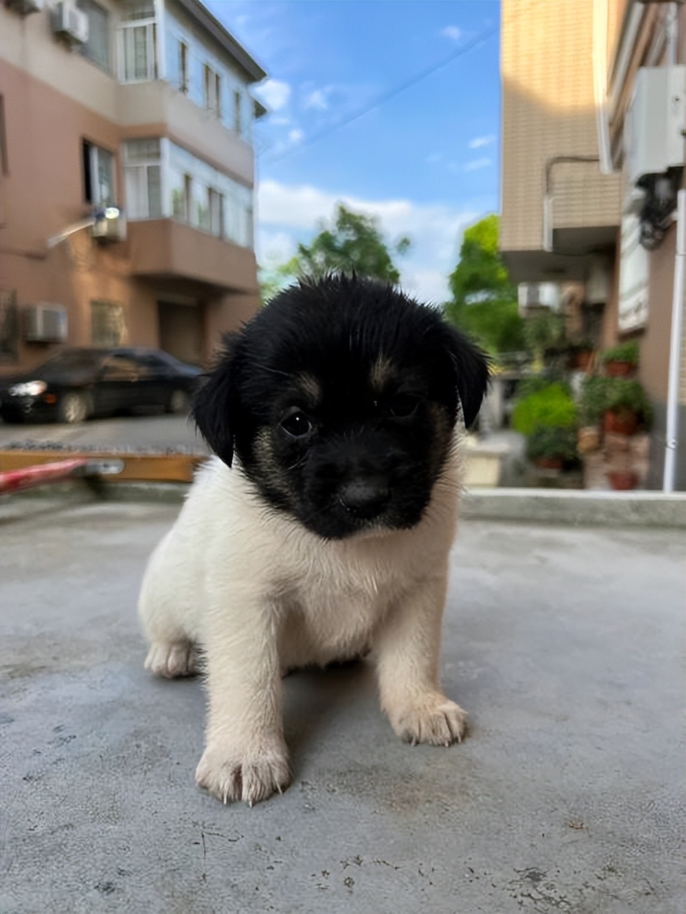 土狗为什么这么多人都不喜欢养,真香土狗