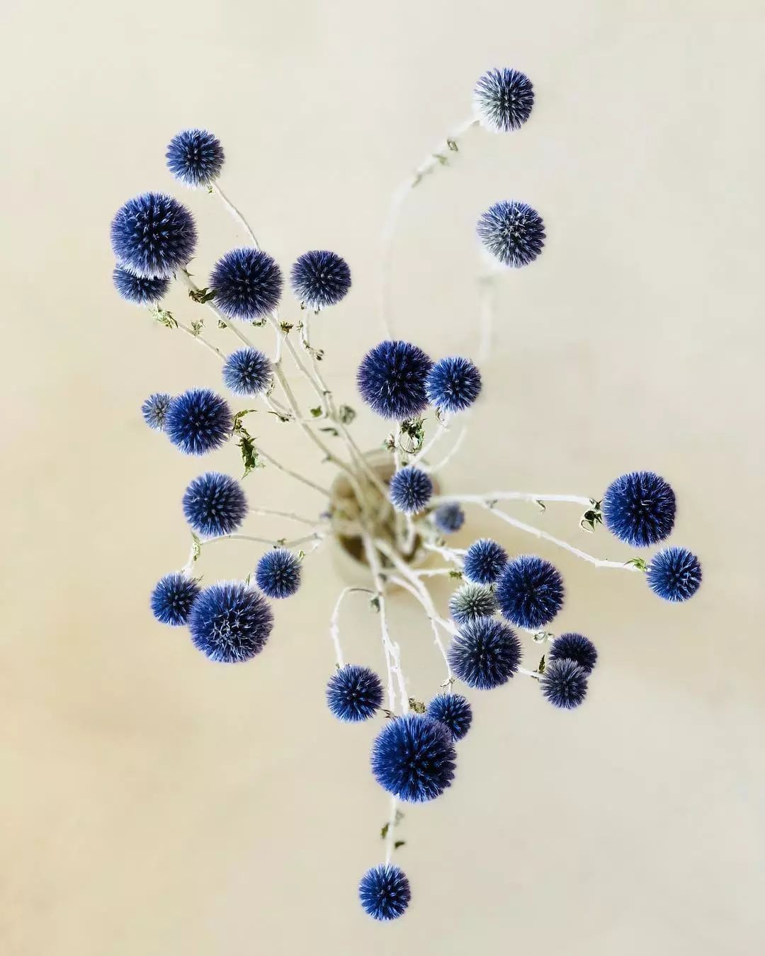 闀垮緱鍍忚冻鐞冧竴鏍风殑妞嶇墿,鍜岃冻鐞冩湁鍏崇殑妞嶇墿