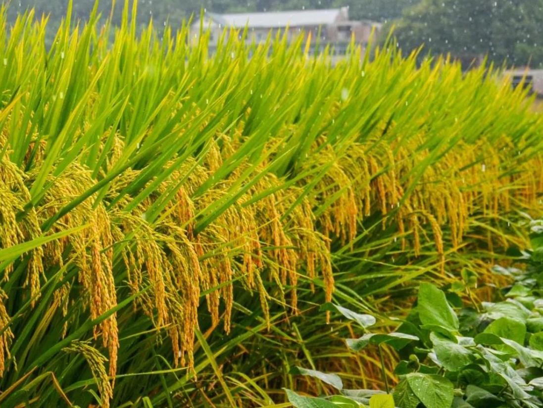 竹子和水稻杂交产量高吗,杂交竹稻亩产多少公斤