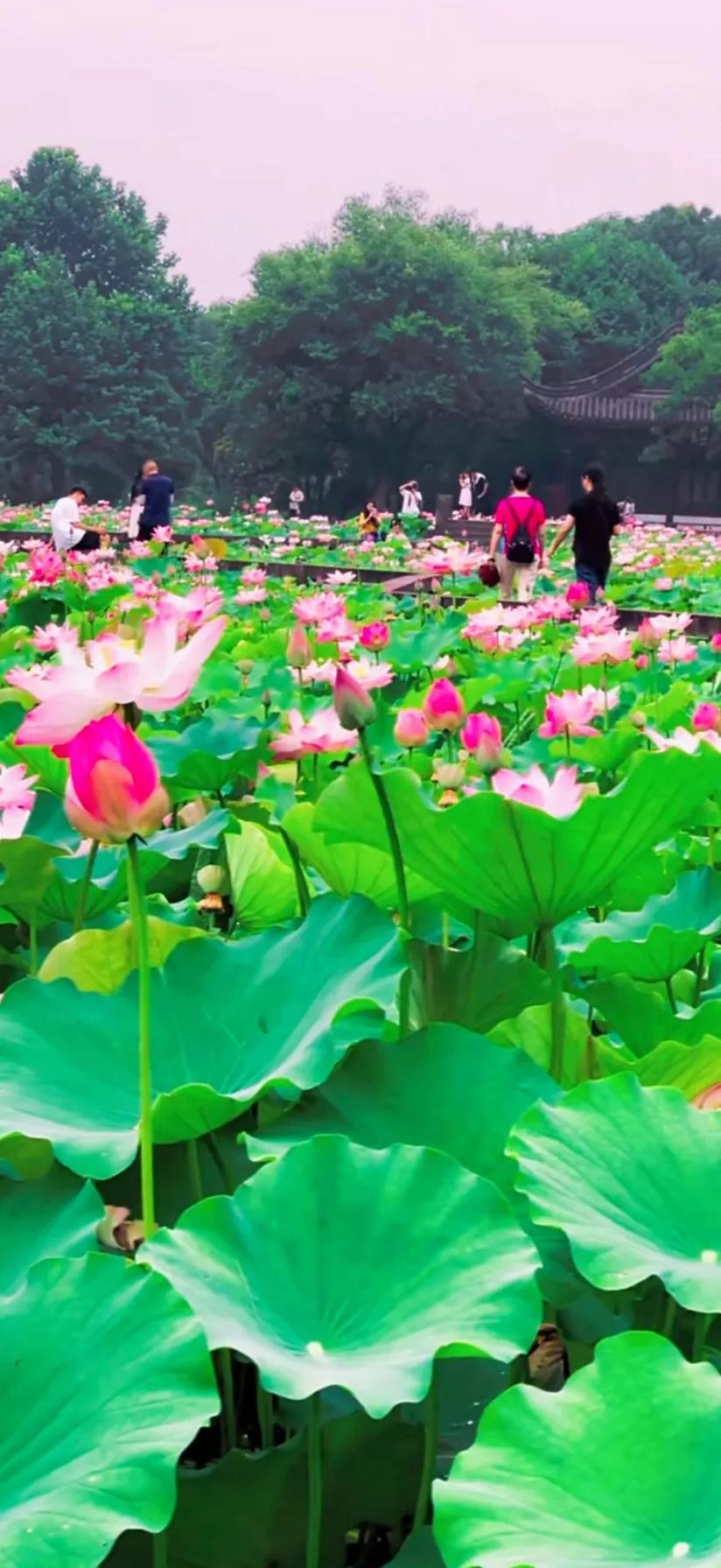 夏至荷花荷叶图片,夏至时节荷花正美图片