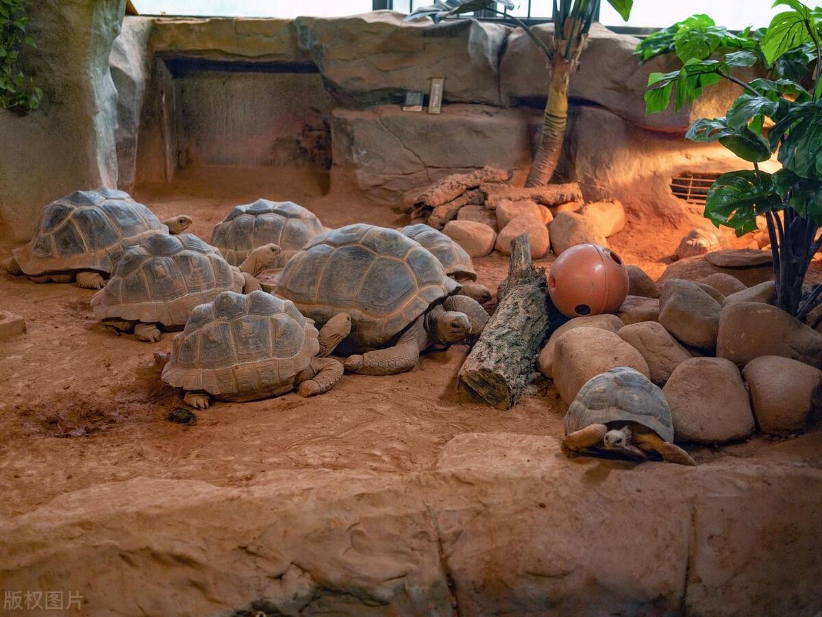 陆地上最大的爬行动物是什么,最大的爬行两栖动物