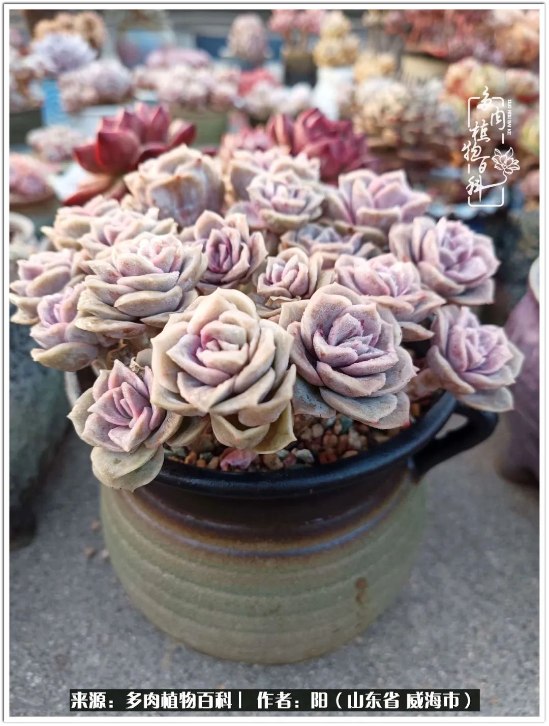 浜洪棿鐑熺伀鑷湁涓囧崈棰滆壊,浜洪棿鐑熺伀鐨嗘槸骞冲嚒棰滆壊