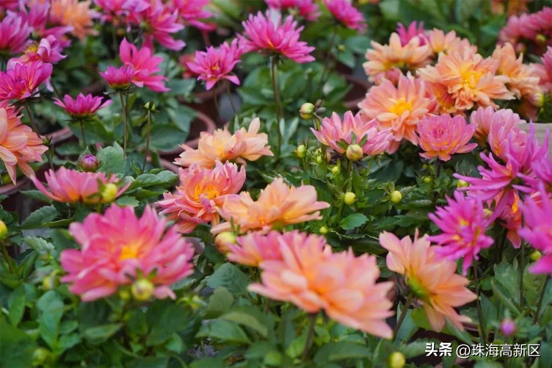 迎春花市亮灯仪式,珠海高新区迎春花市时间表