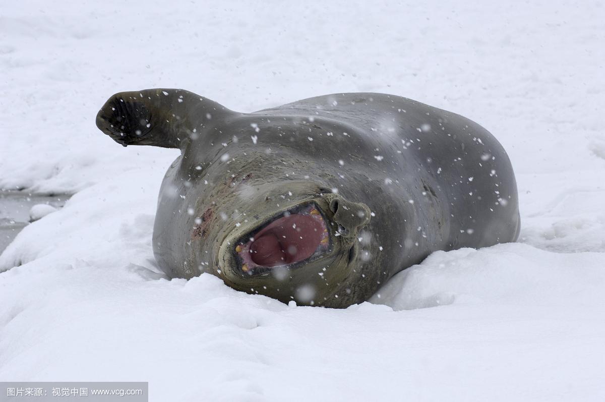 南象海豹介绍,南象海豹vs海象