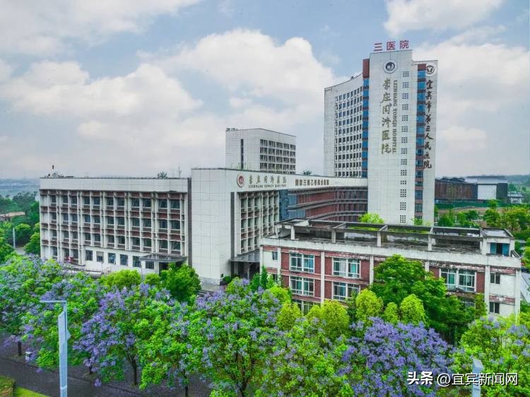 泸州蓝花楹打卡地,蓝花楹打卡点照片