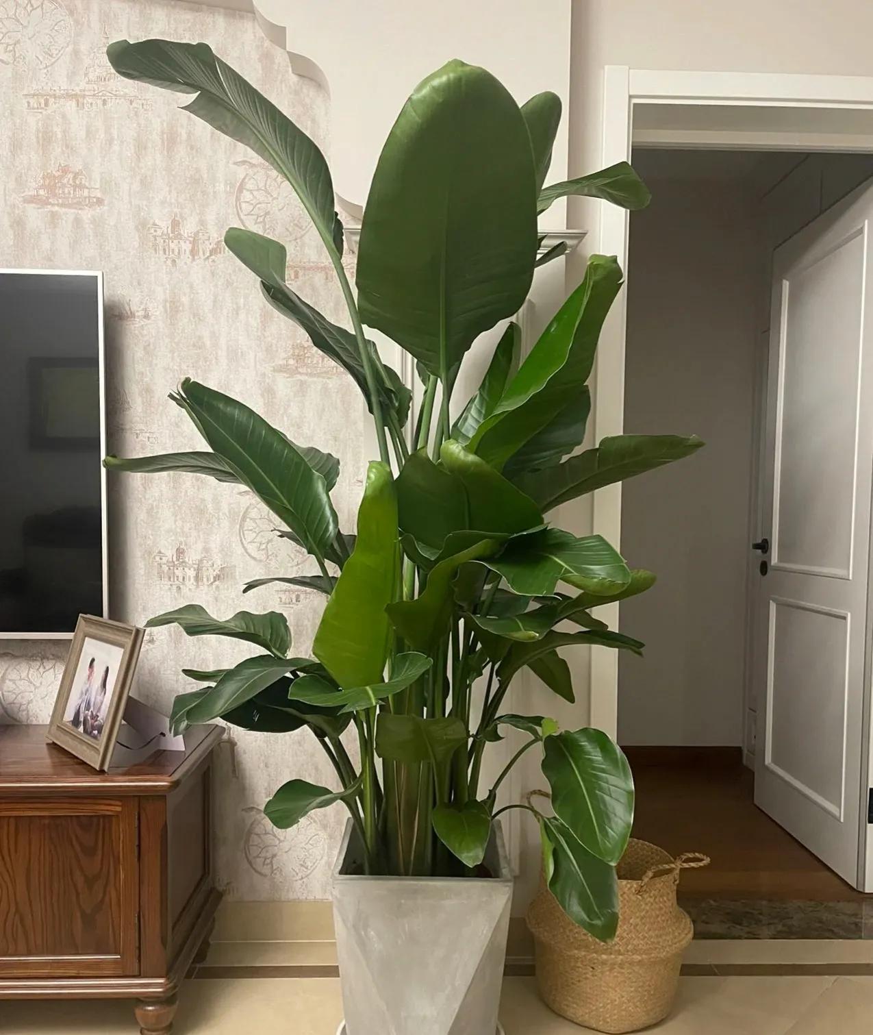 最好养的客厅一对大盆绿植,适合客厅养的十款大盆绿植