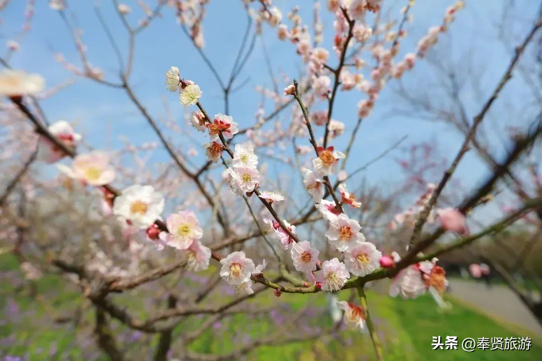 赏梅胜地梅园,赏梅好时节