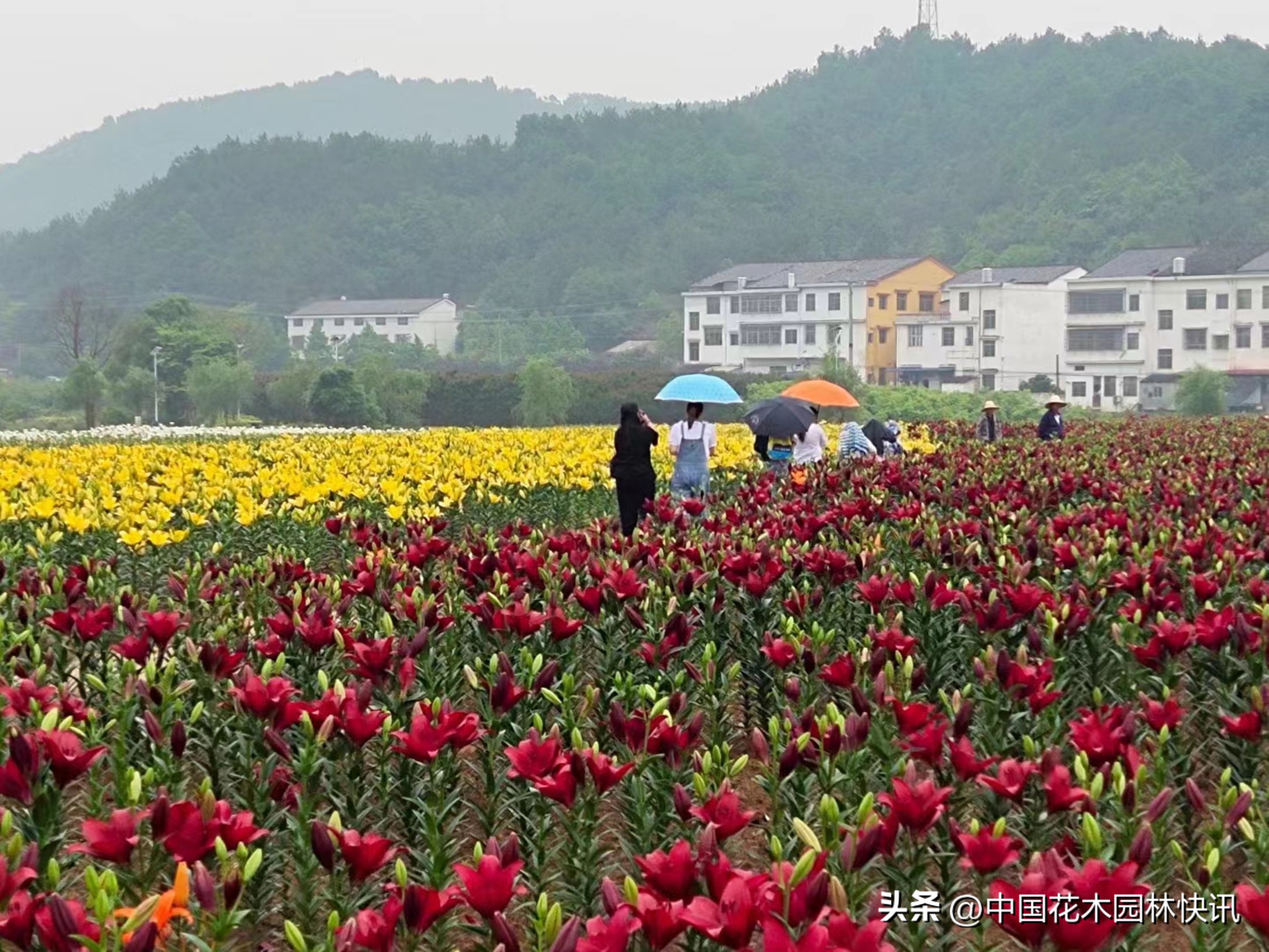 身残志坚百合王子余小龙上榜“大国农匠”