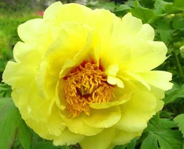 十二首牡丹诗词共赏国色天香,12首最经典的牡丹花诗词