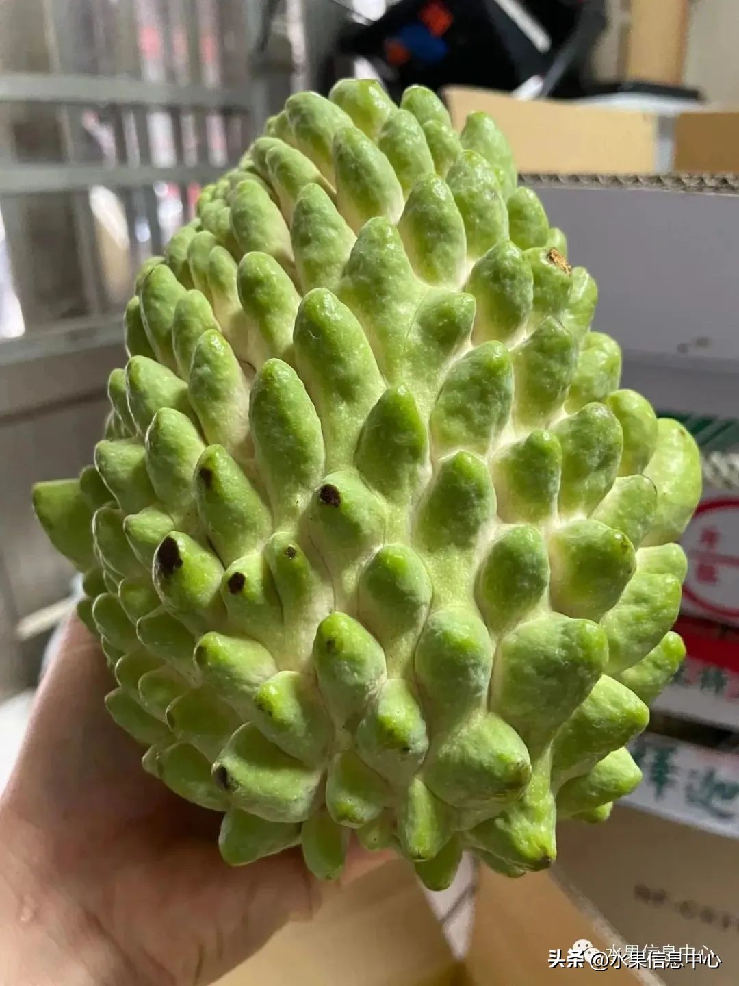 榴莲释迦又叫什么,释迦图片高清大图