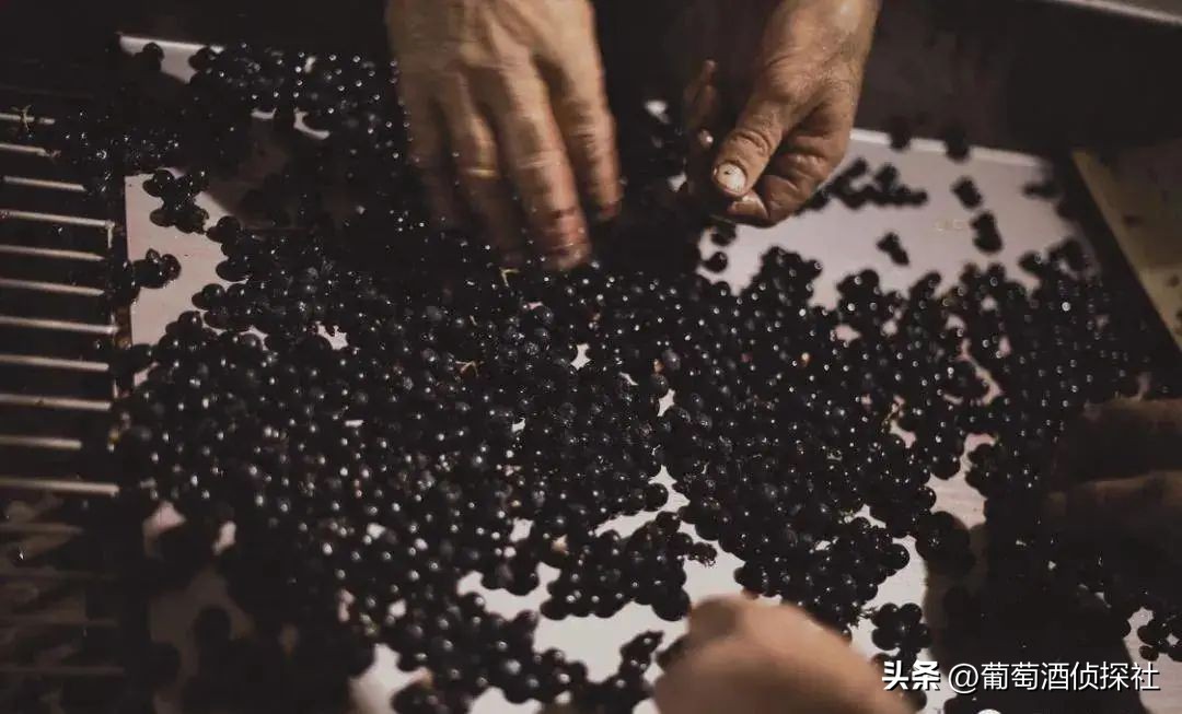 正宗葡萄酒酿造法,葡萄酒酿造步骤精简