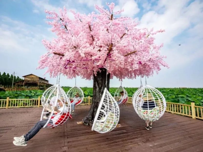 香草伊甸园景区最佳花开期,转发此文