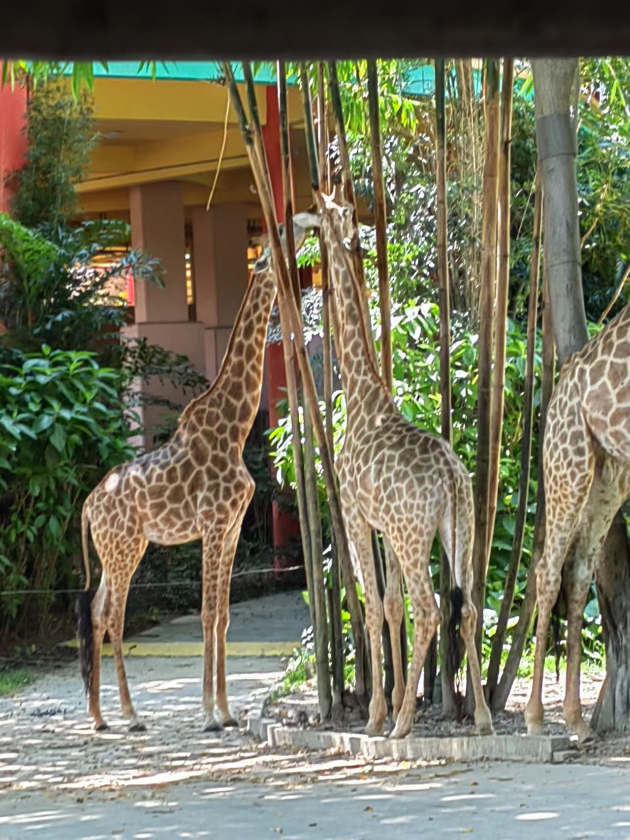 广州长隆遛娃游玩攻略,带小孩去长隆野生动物园怎么拍照