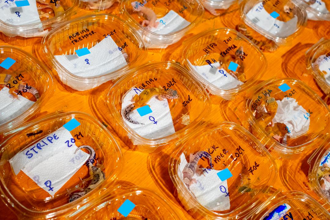 2022索尼摄影大赛征稿,2022索尼世界摄影大赛