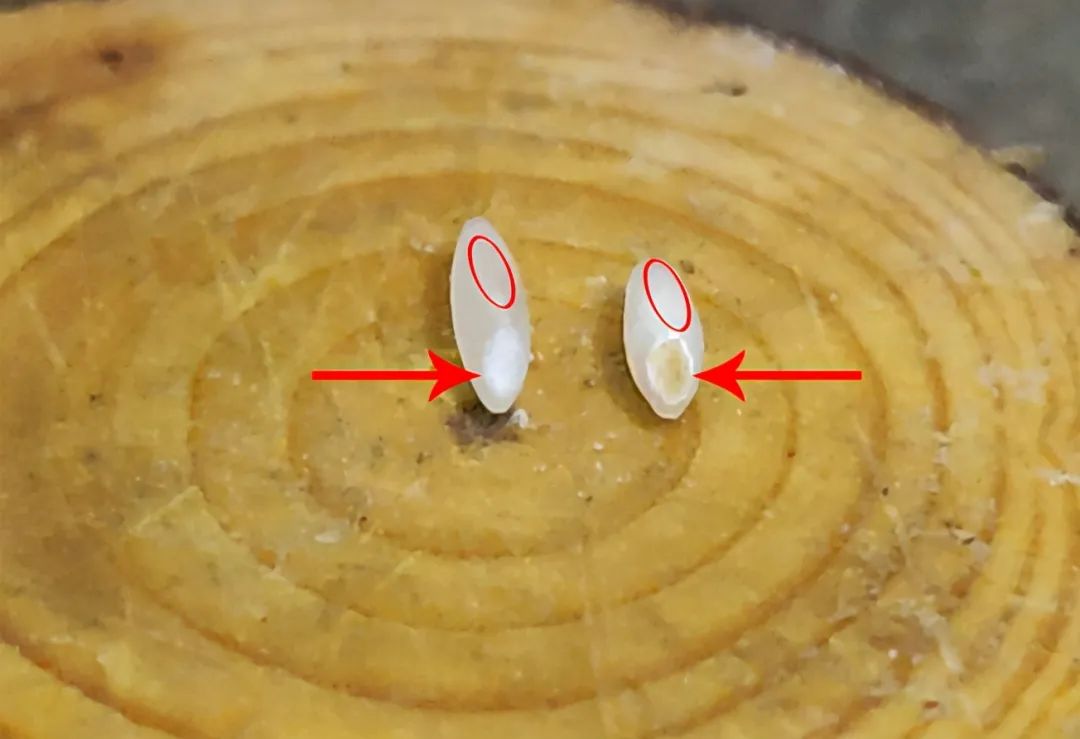 大米中间有白色的是什么情况,大米最忌三个地方是什么
