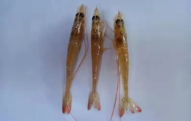 南美白对虾红须是什么原因,南美白对虾红肝的问题