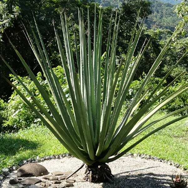 102个大类近500个多肉植物图片，都极其美丽，建议在家中也养一盆