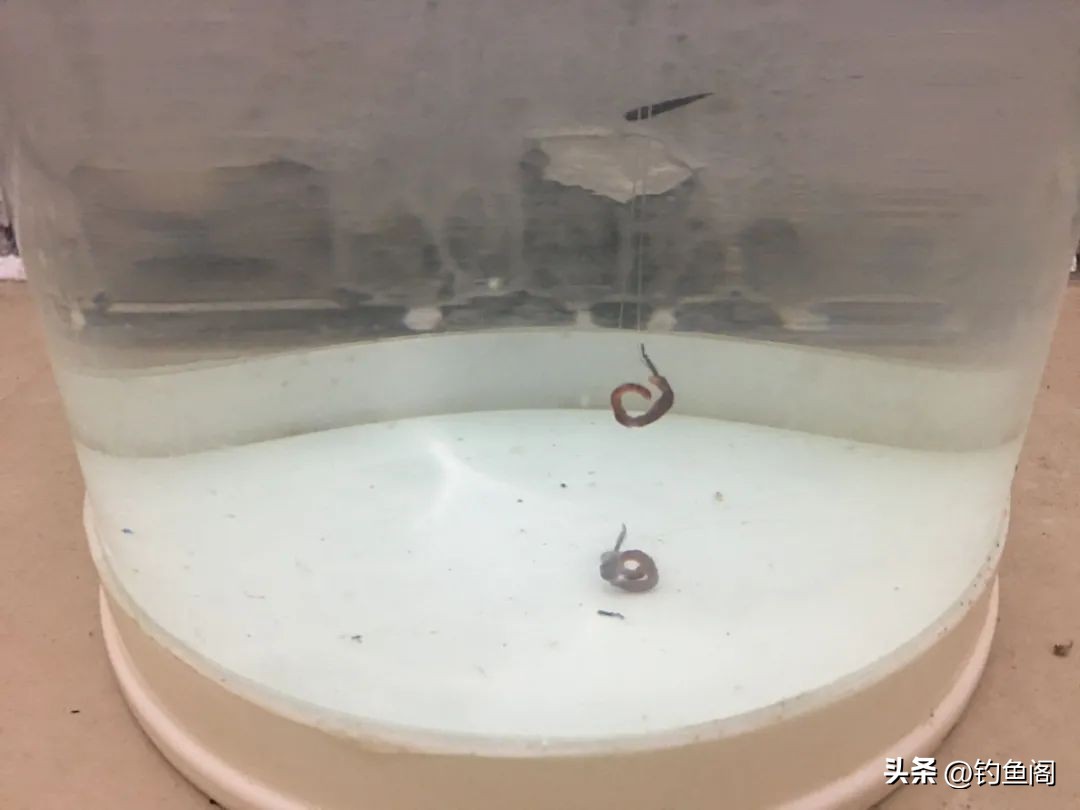 为什么浮漂怎么推都不变目,浮漂怎么调都不会变目数