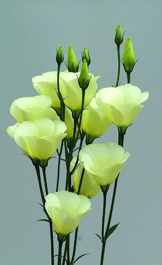 春夏之交，越来越多的花含苞欲放，这一百种娇媚蓓蕾真是美不胜收