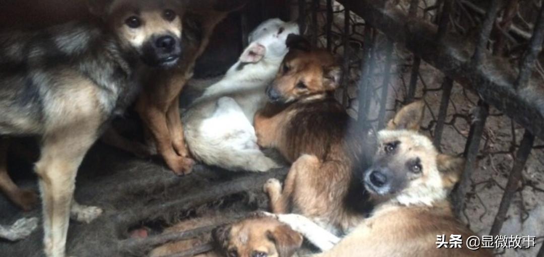 800元的布偶猫,800块钱宠物猫