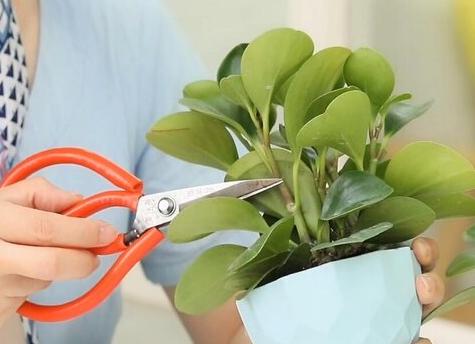 碧玉的养殖方法和注意事项,碧玉花的养殖方法和注意事项视频