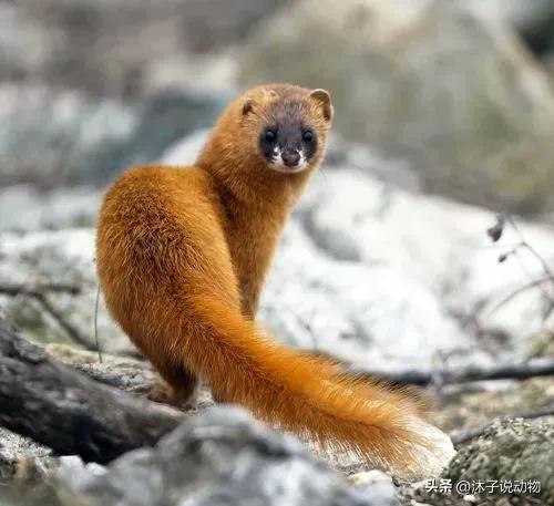 黄鼠狼和黄大仙的天敌,黄鼠狼为什么被人类称为黄大仙