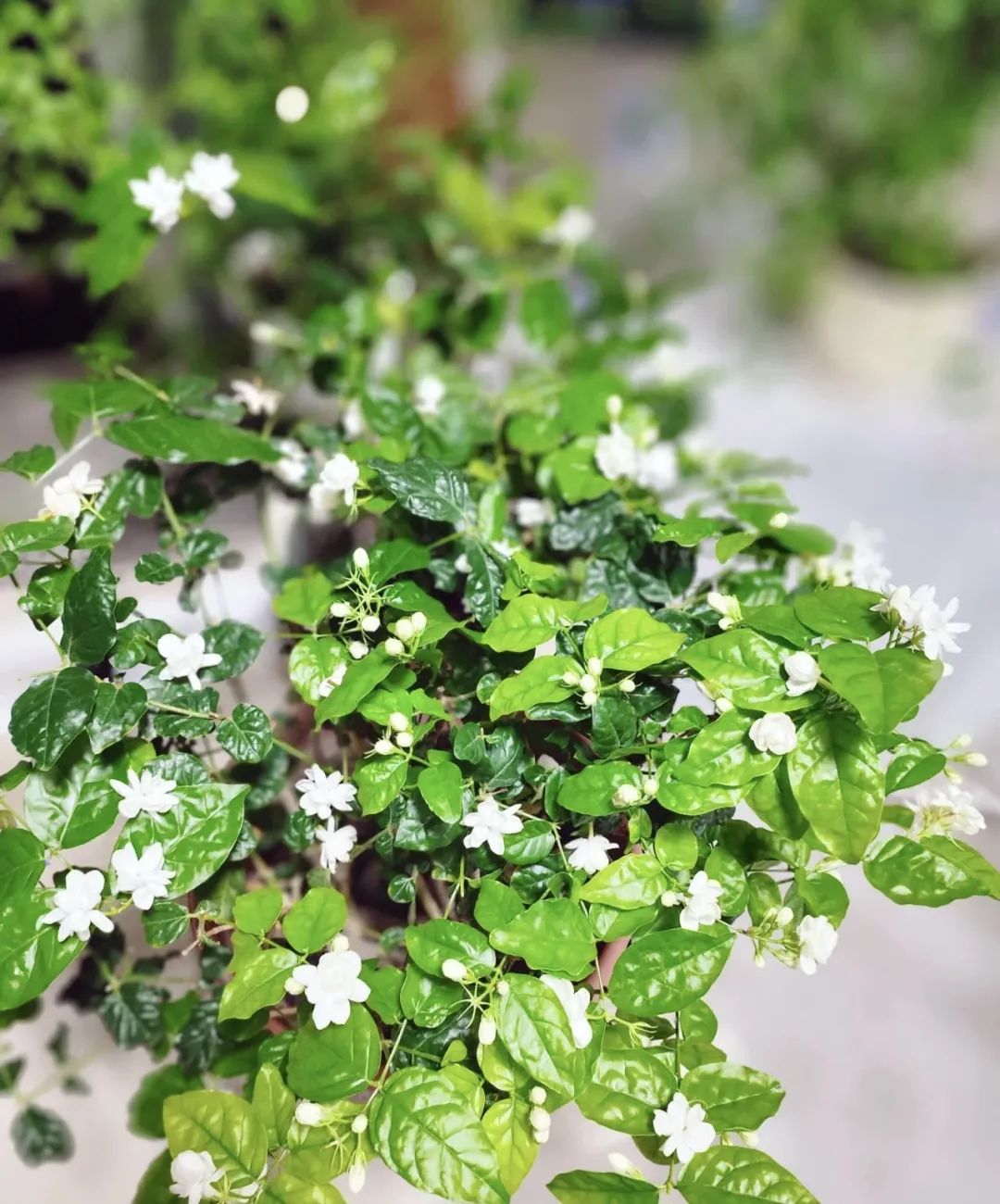 这5种花就喜欢水,5种花夏季缺水