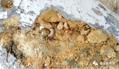 蛀干害虫为害症状识别,什么是蛀干害虫