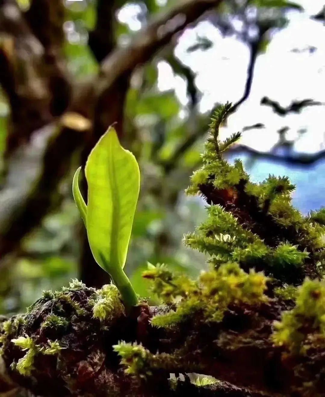 揭秘茶行业两大争论,茶界大战