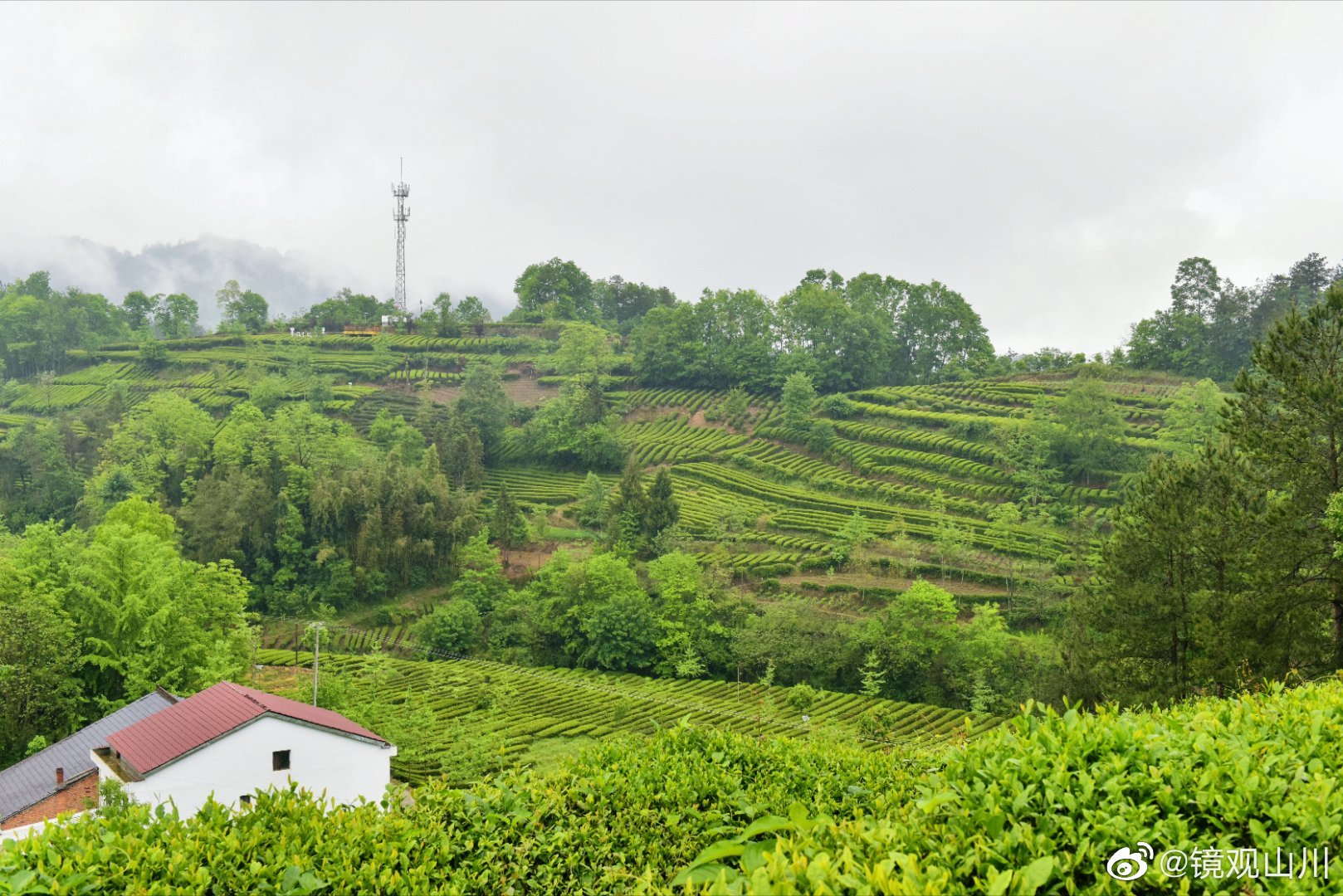 西乡县著名的茶园有哪些,西乡是中国最美茶园吗