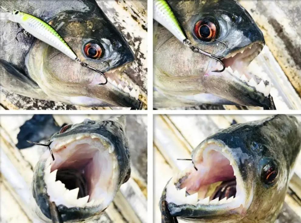 巴西球员被食人鱼吃剩骨,巴西球员惨遭食人鱼