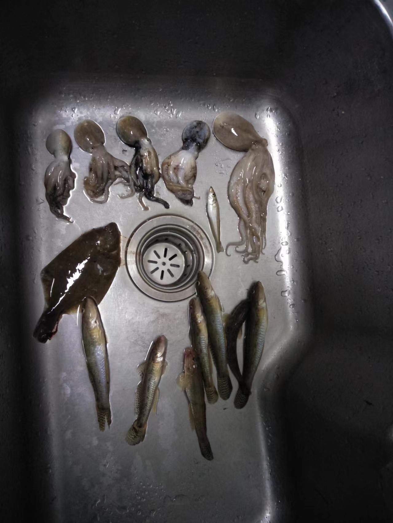 海鲈是哪种钓法,海钓常见海洋鱼类识别方法