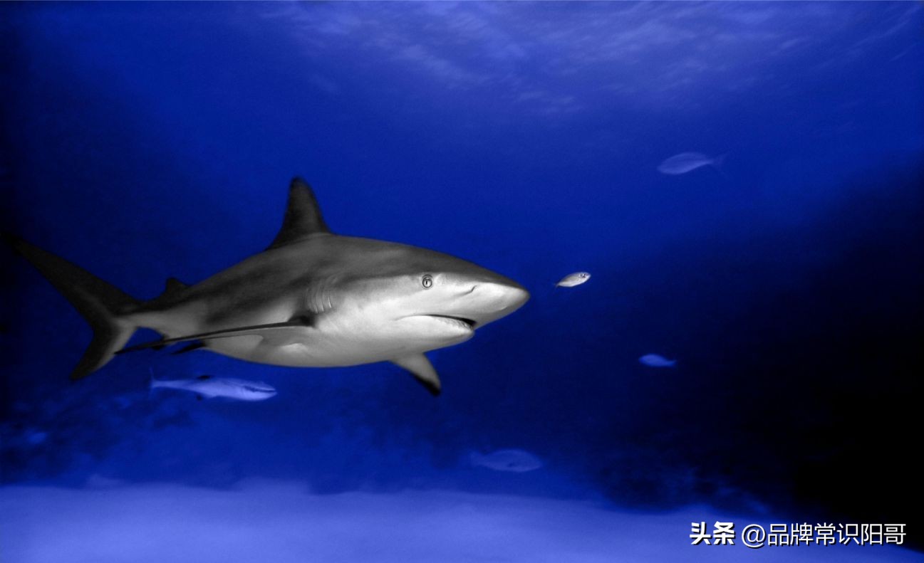 商业竞争力的本质是什么,商业的核心竞争就是竞争壁垒