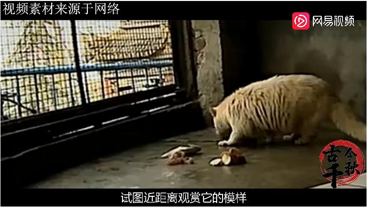 江西老汉活捉神兽,江西老汉捉到不明动物