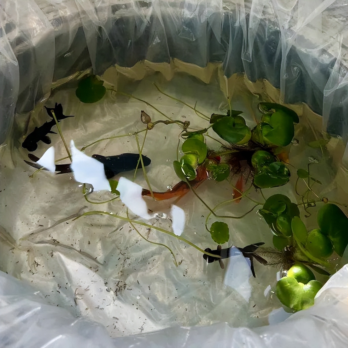 生态环创幼儿园自然角,幼儿园环创自然角实验