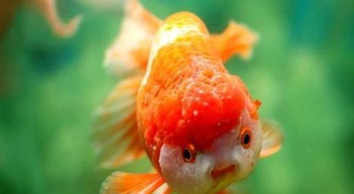 狮子头金鱼烂头炸鳞怎么治疗,狮子头金鱼头朝下怎么回事