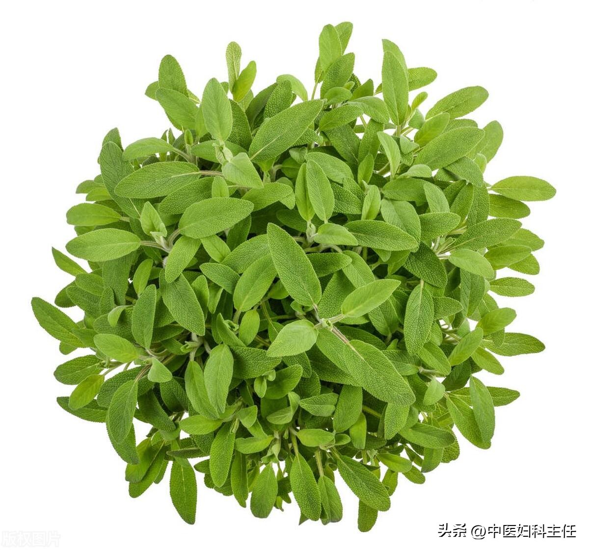 乳腺结节一个月的调理,乳腺结节刚刚出来最佳治疗方案