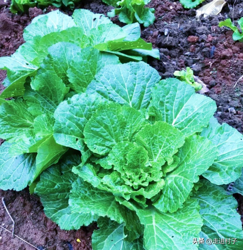 白菜害虫用什么农药防治,大白菜病虫害防治建议书