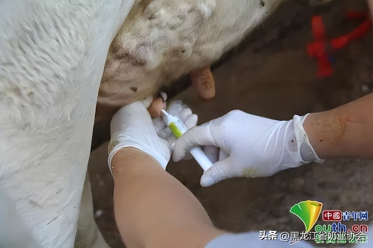 奶牛乳房炎的诊断与治疗方法研究,奶牛乳房炎的预防