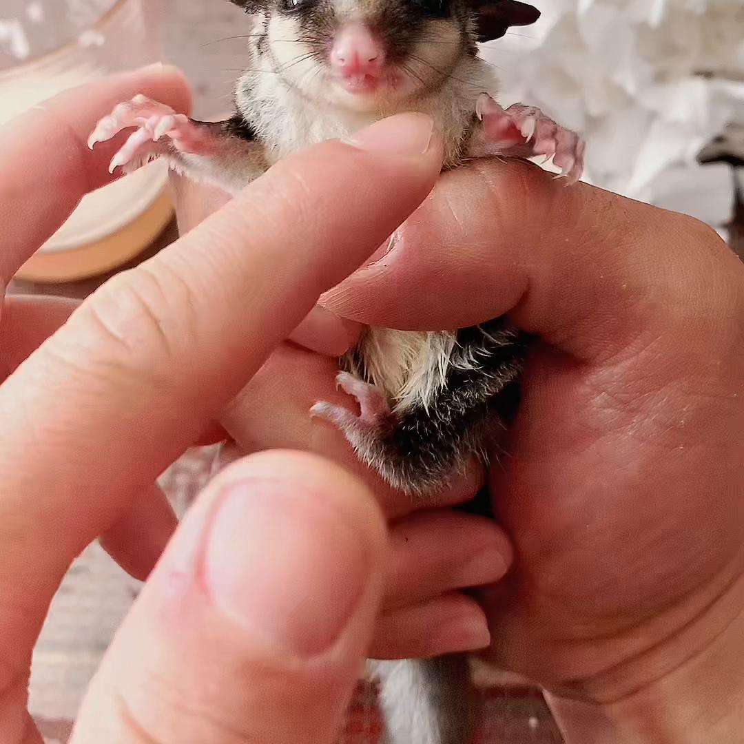 蜜袋鼯刚接到家该怎么上手？太可怕了，我被蜜袋鼯咬惨了，...